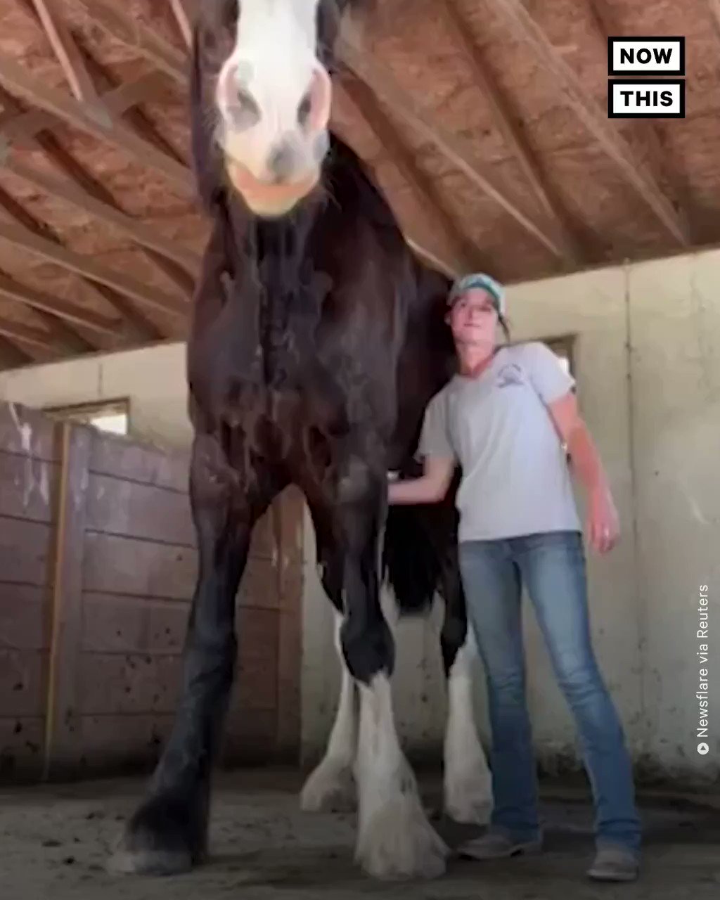 Meet The 8 Foot Tall Horse Going Viral On Tiktok Twitter