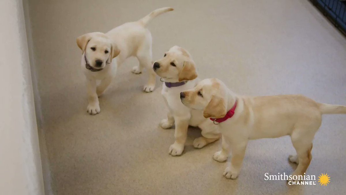 Iris the Labrador is one of only 30 running dog guides in America. 🦮Learn how Iris gave their owner a new lease on life tonight in Dogs with Extraordinary Jobs: The Protectors with @VictoriaS at 8 PM. tonight at 8 PM. https://t.co/yBwNLT4jQa