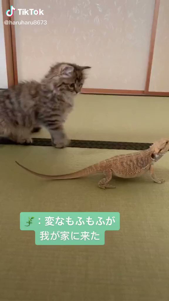 世界のハメ撮り | Twitter Video Tools