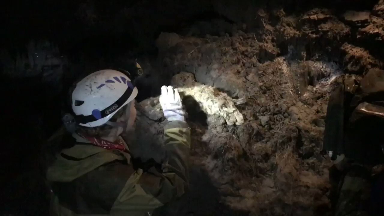 CNN on Twitter "A wellpreserved cave lion cub found in Siberia's