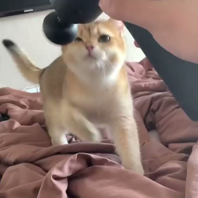 動物のおもしろ動画 Nekonyan Dm Twitter