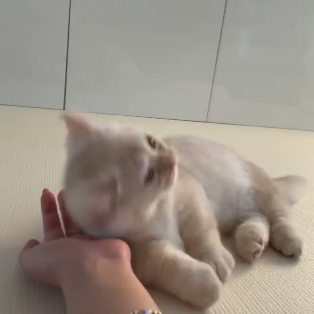 트위터, twitter - 딸플릭스