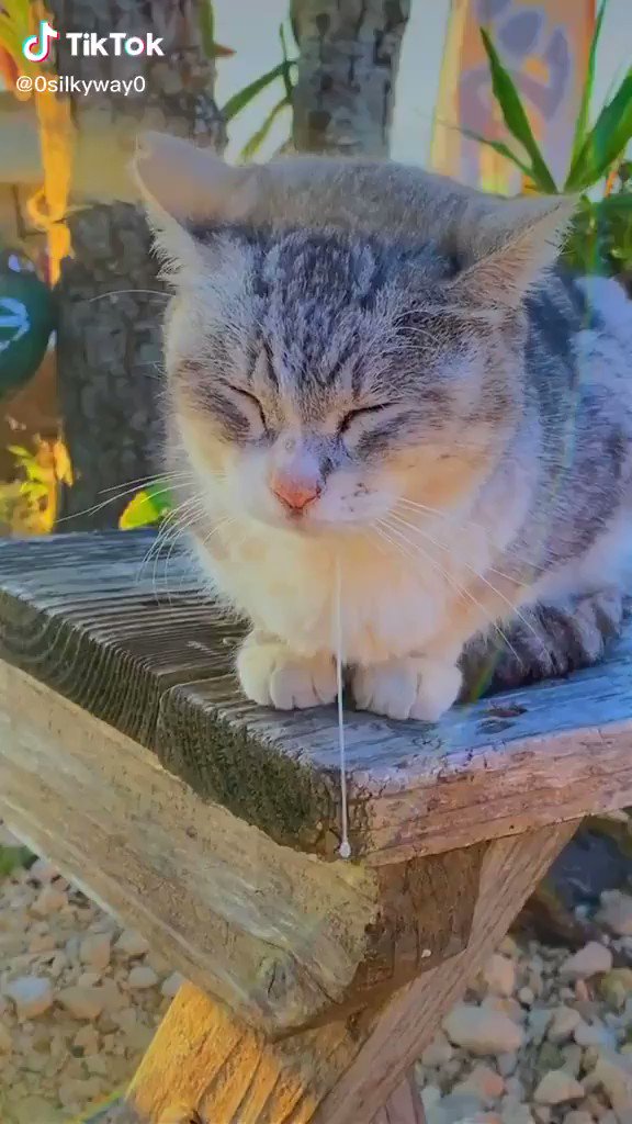 野良猫 のtwitter検索結果 Yahoo リアルタイム検索