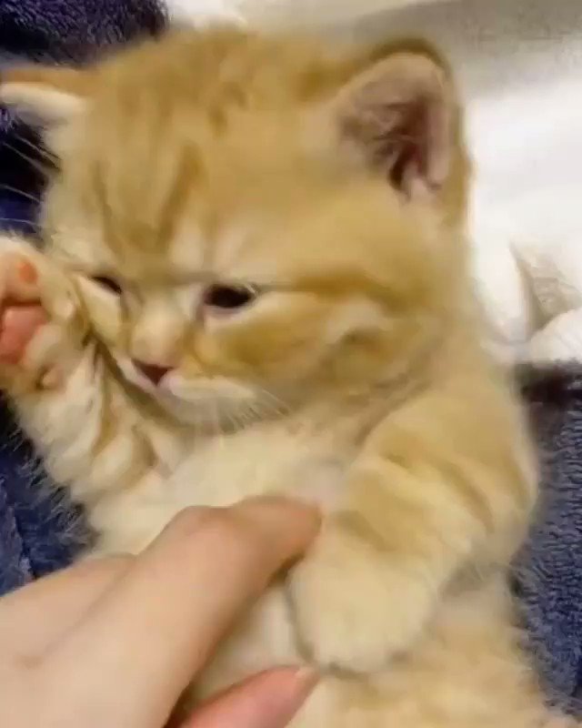 動物のおもしろ動画 Nekonyan Dm Twitter
