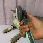 これは便利!犬・猫の換毛期にオススメのブラシがこれ!