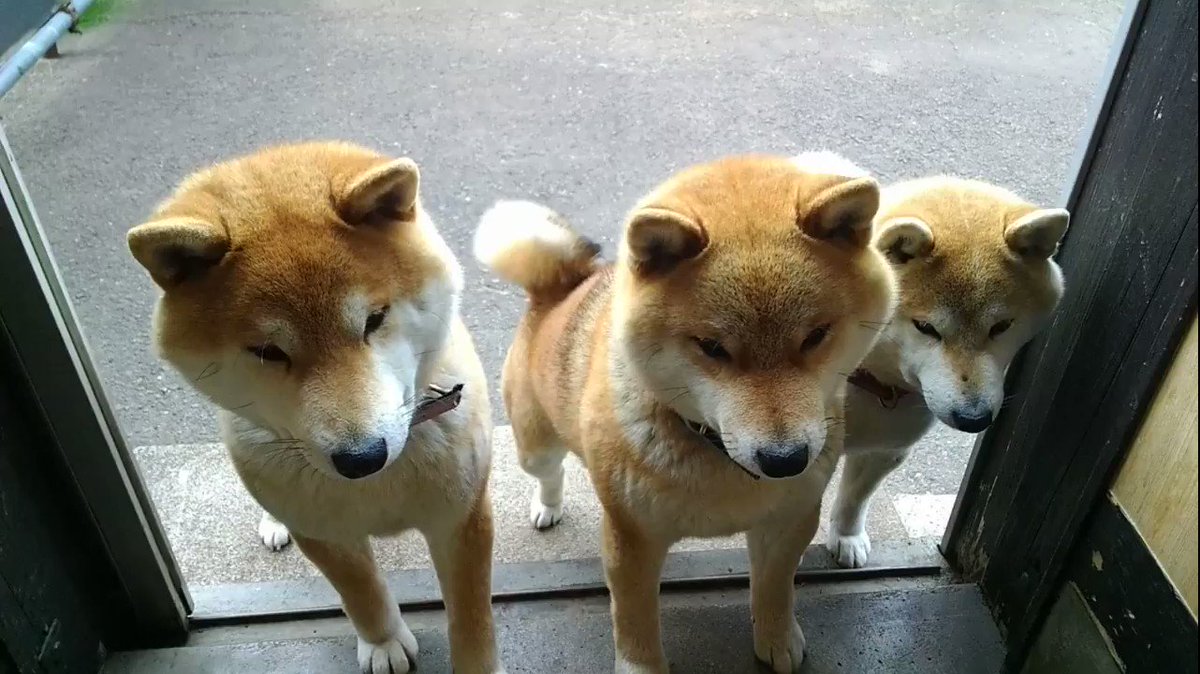 柴犬親子の 無限キャベツ がかわいい 3匹でお行儀よく順番を待つ姿に顔がほころんでしまう 1 2 ページ ねとらぼ 柴犬親子の 無限キャベツ がかわいい 3匹でお行儀よく順番を待つ姿に顔がほころんでしまう 1 2 ページ ねとらぼ