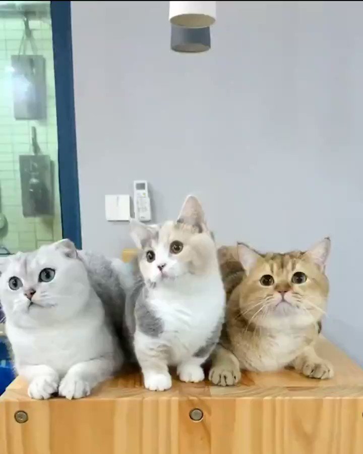 もふもふ癒し猫動画 Rira Jp Twitter もふもふ癒し猫動画 Rira Jp Twitter