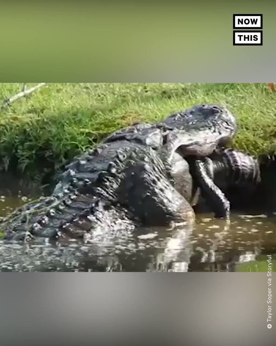 Аллигатор Габби Гатор