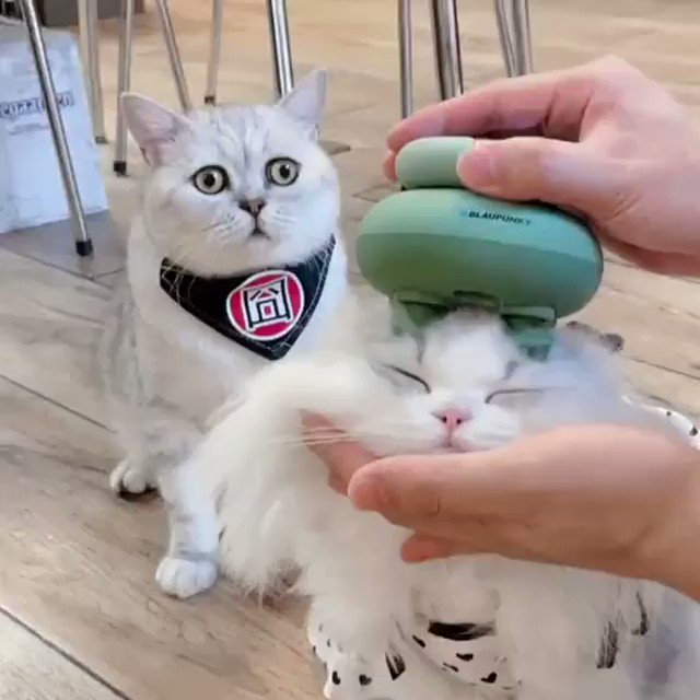 트위터, twitter - 딸플릭스
