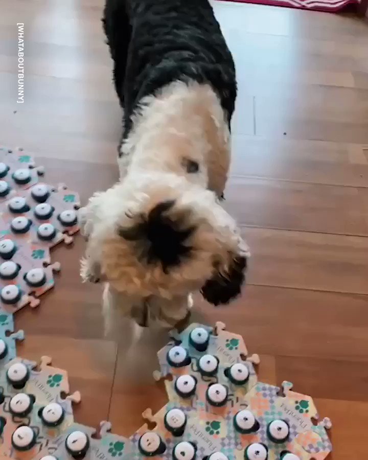 LADbible on Twitter "Bunny the dog's owner has shared how she taught