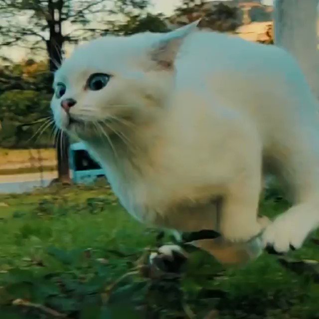 動物のおもしろ動画 Nekonyan Dm Twitter