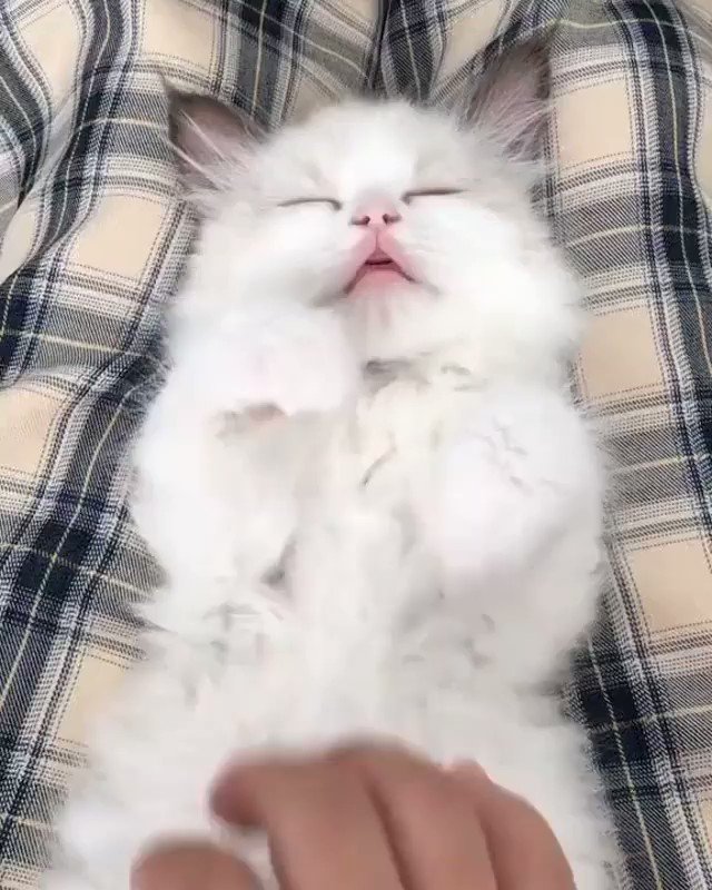 Catsπ± on Twitter:
