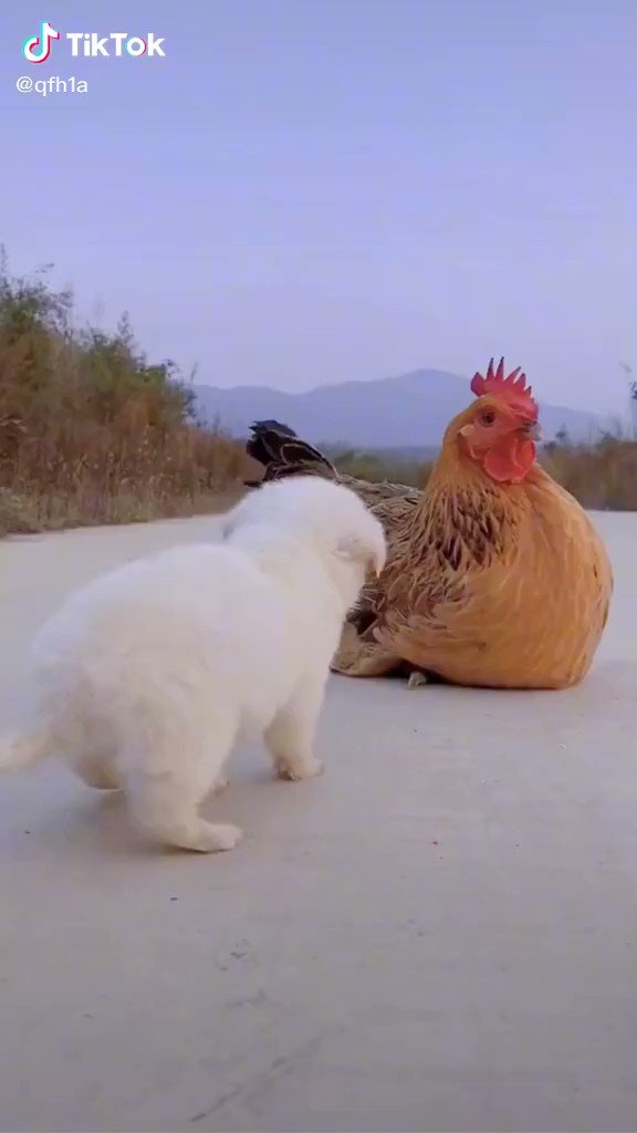 子犬とニワトリが仲良すぎてかわいすぎるｗｗｗこんなことする？！