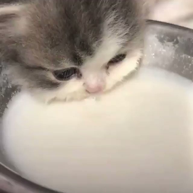 キュンキュンする！一生懸命にミルクを飲む子猫の姿！