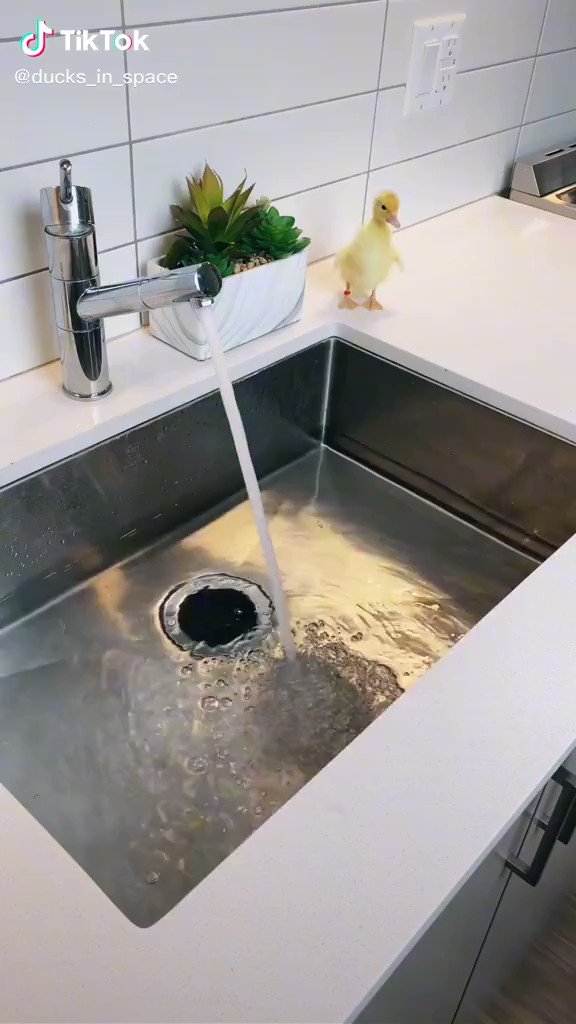 気持ちよさそう！自宅で簡単に、ヒヨコのプール！