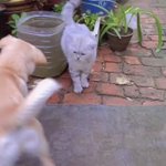 これが犬と猫の違い？めげない犬VSキレる猫w
