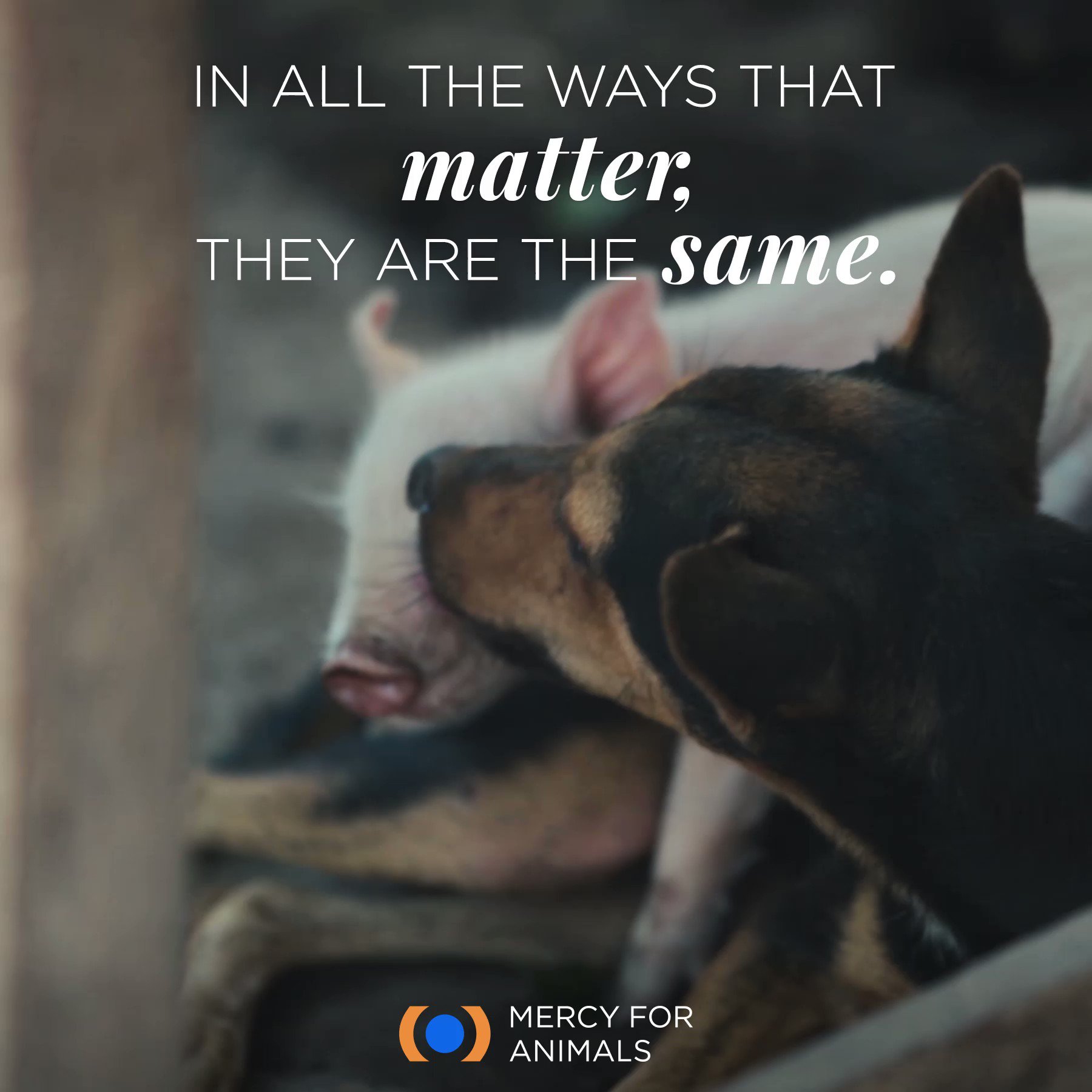 Mercy For Animals on Twitter: Mercy For Animals on Twitter: