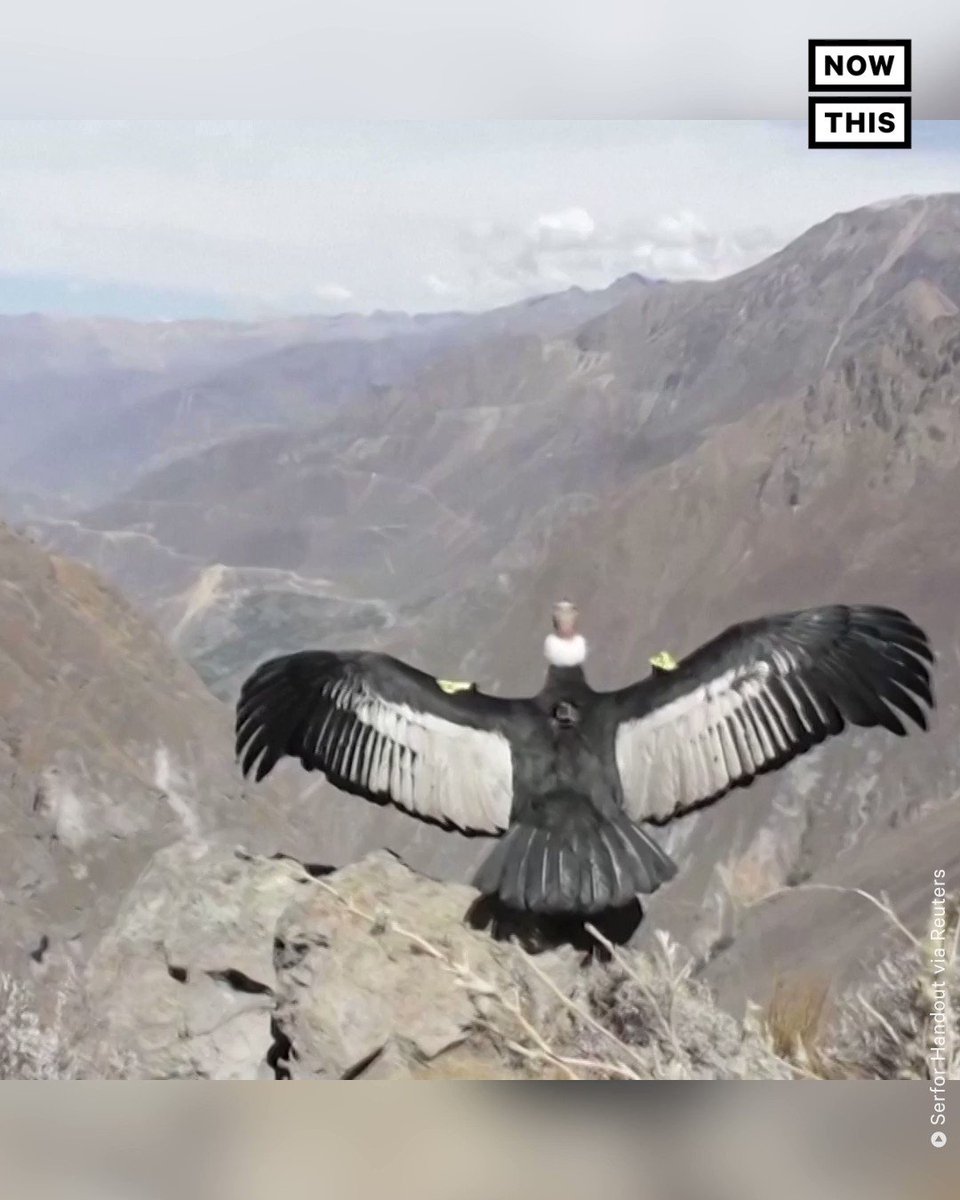#RT @nowthisnews: Sinchi, a vulnerable Andean condor, was released back into the mountains of Peru following months in rehabilitation. The bird was found severely poisoned, and authorities say it might’ve fed on cattle meat that had been treated with med… https://t.co/W5U33wmDWe