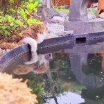 池のこいが動く度にちょっかいを出す猫‪w泳ぐ姿に興味津々‪w‪w‪w