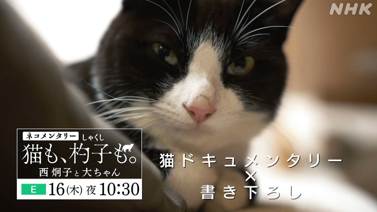 Nhkアニメ 今夜10 30 ネコメンタリー 漫画家 西炯子 と愛猫 大ちゃん 娚の一生 たーたん などを描き恋愛漫画の名手と呼ばれる西さんの 猫との日常をそっと見守ります 朗読は伊藤沙莉さん ネコメンタリー 猫も 杓子も Eテレ 16