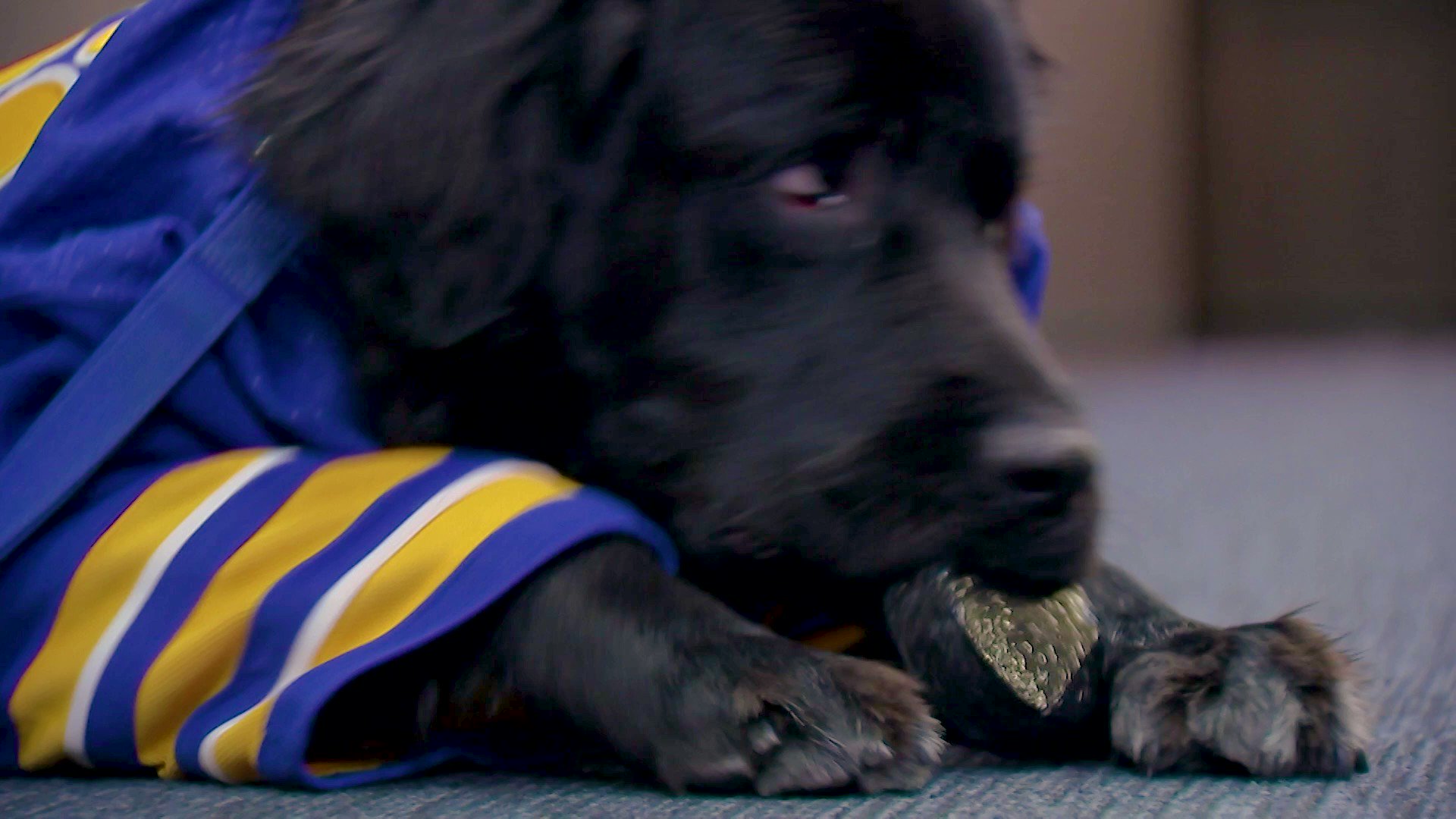 How The New Buffalo Sabres Dog Got His Name