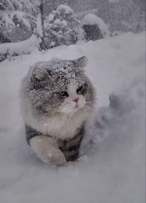 ☆雪猫☆ 猫雪ちゃん(。-ω-)zzz🌞🐈️@シーエ非公認亜種 on X: 