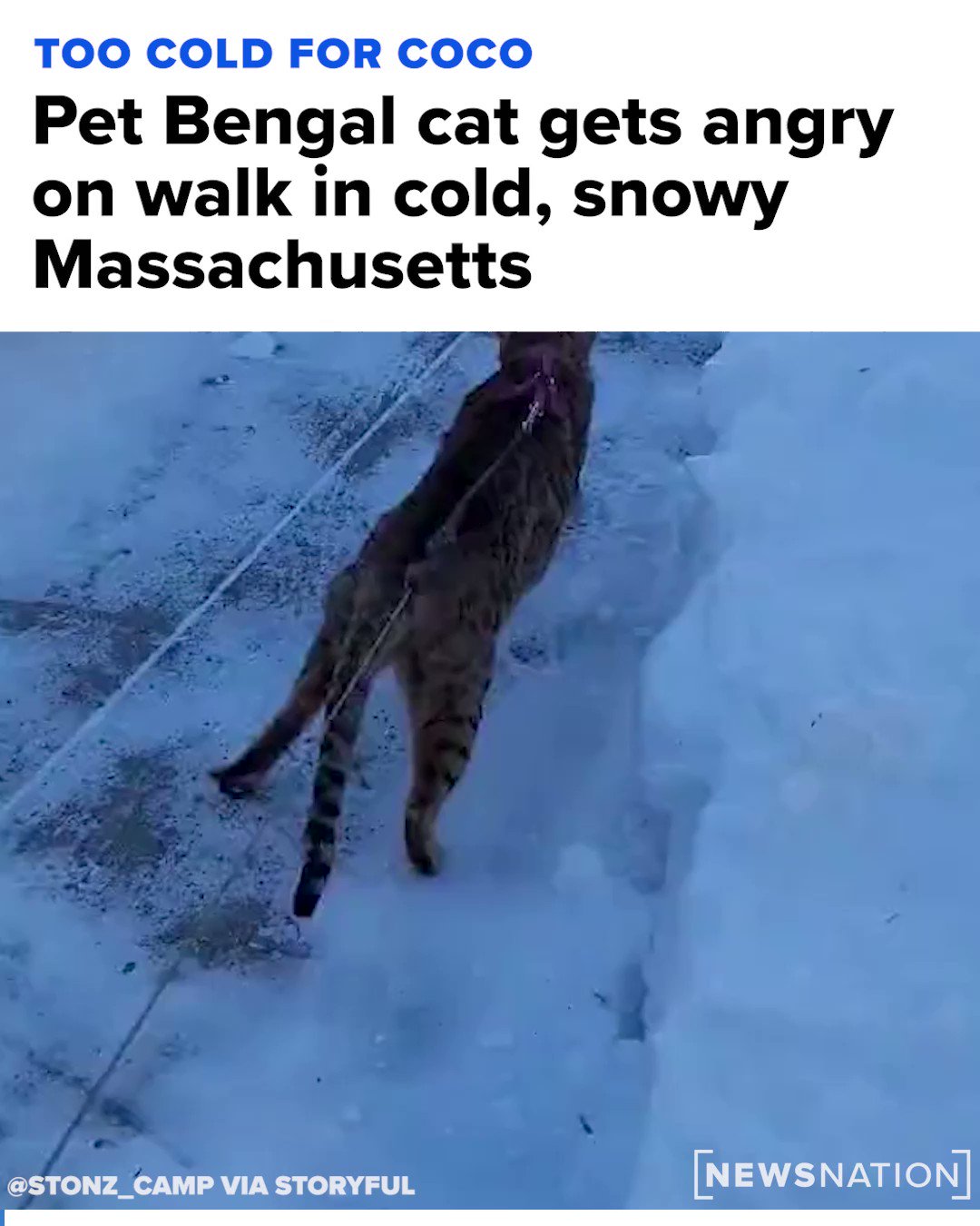 Cat Standing Up Snow