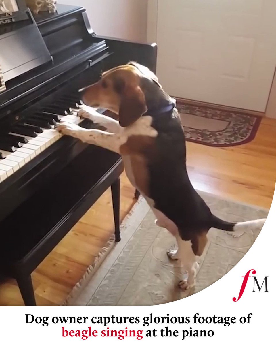 why does my dog howl when i play piano