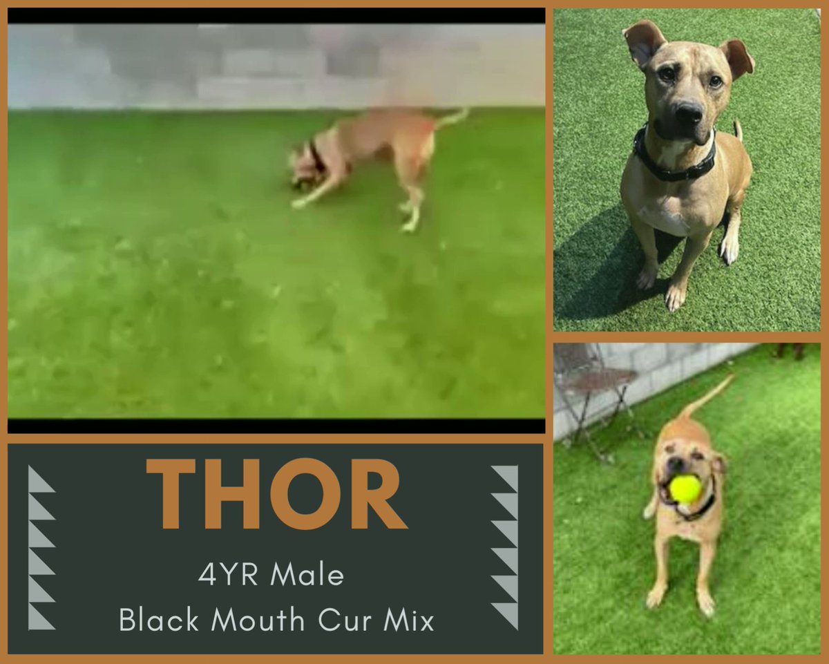 Thor is the perfect dog to join a family or be the first pet to a young, energetic owner! Thor has been waiting since August for a home. Thor knows Sit, Shake, and Lay Down for a treat and sleeps in his kennel every night!
Please apply today at https://t.co/Q10I8UeQiH
#A4179212 https://t.co/020cw9nlvp