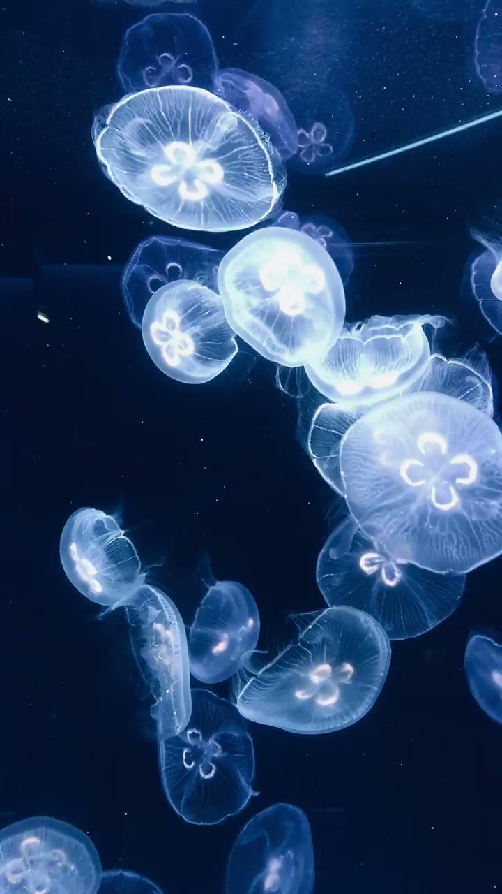 京都水族館 すぅいすぅいすいようび 彡 ﾐ ﾐ T Co 5xnxzcgapl Twitter