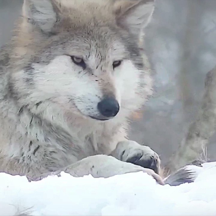 🌟Winter🌟 (grey Wolf Therian)