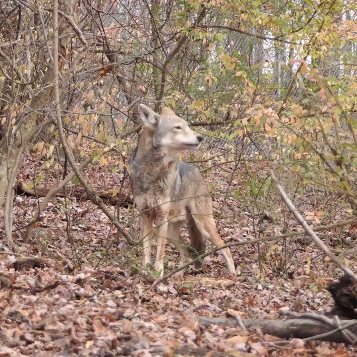 Wolf Conservation Center on Twitter: "The characteristic howls of red