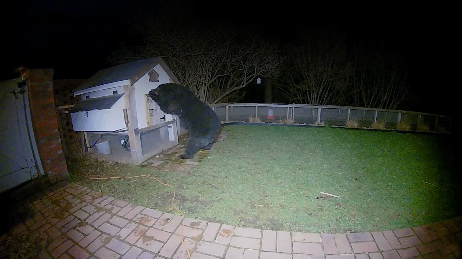 Ring on Twitter "No chickens were harmed. “The bear had broken into