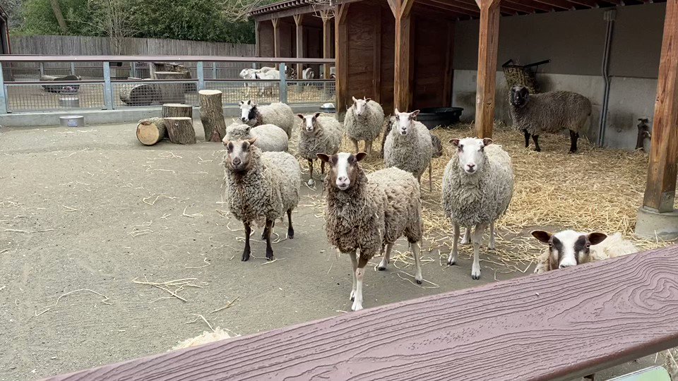 Sheep n Sheep - Online Žaidimas