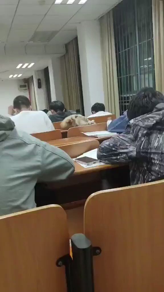 Cats🐱 on Twitter: "https://t.co/fK7fEZUln7" / Twitter