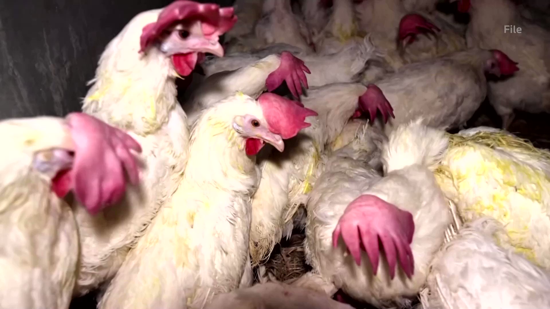 Reuters on Twitter "Global egg prices are expected to stay elevated as