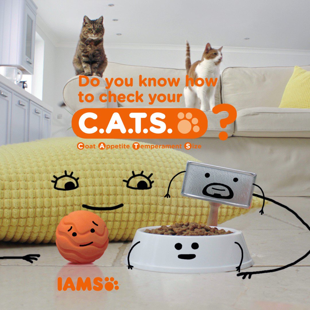 IAMS US on X: Making sure your cat is at their healthiest isn't as tough  as it sounds. Just check out the things she spends the most time with. / X