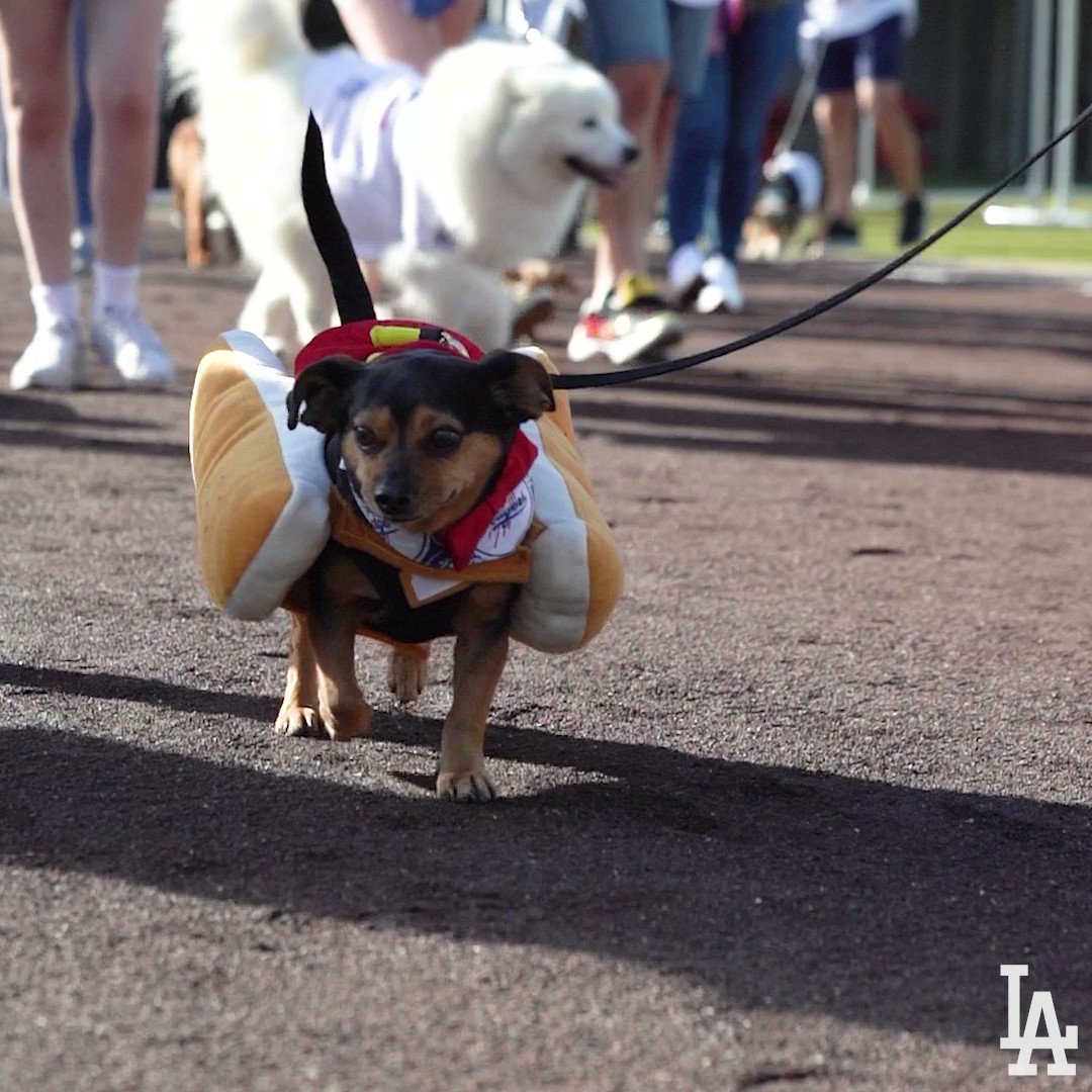 Los Angeles Dodgers on Twitter "That's just my baby dog. It's Pups at
