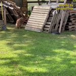 想像以上に可愛いよ。ワンコを追いかけ回すニワトリに手を付け足してみた