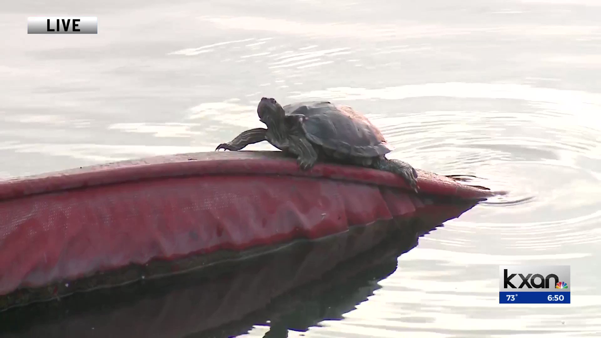 KXAN News on Twitter: "This little guy is such a MOOD. If you missed it