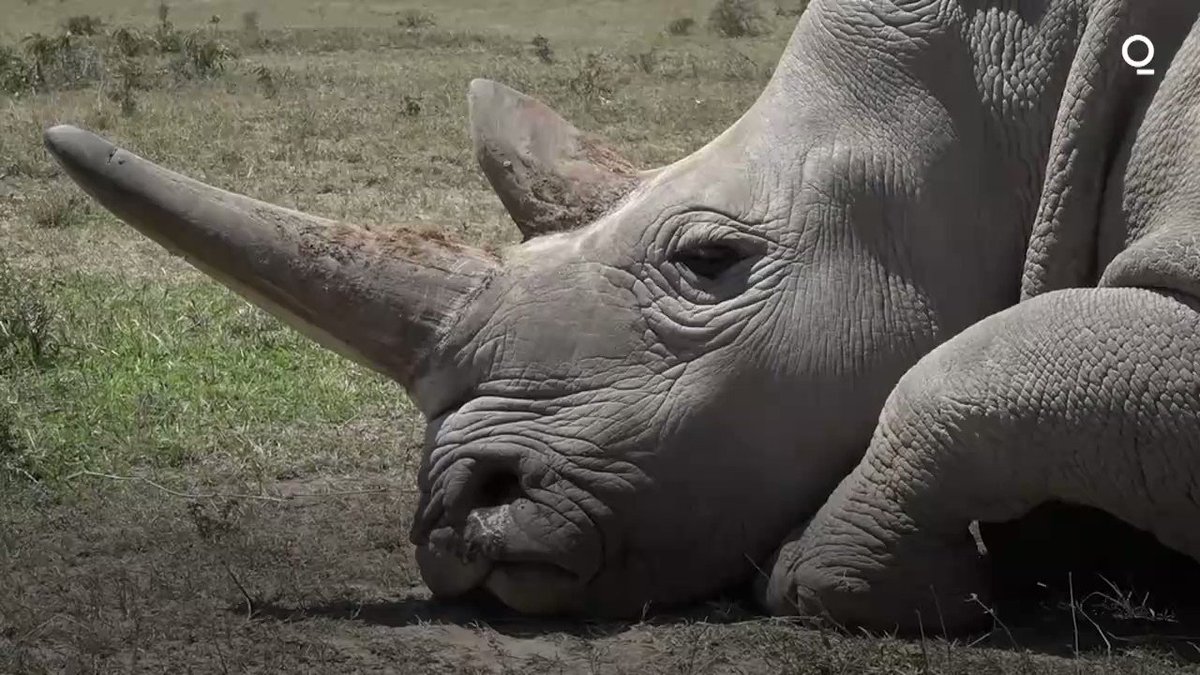 Conservationists are trying to save the northern white rhino using IVF