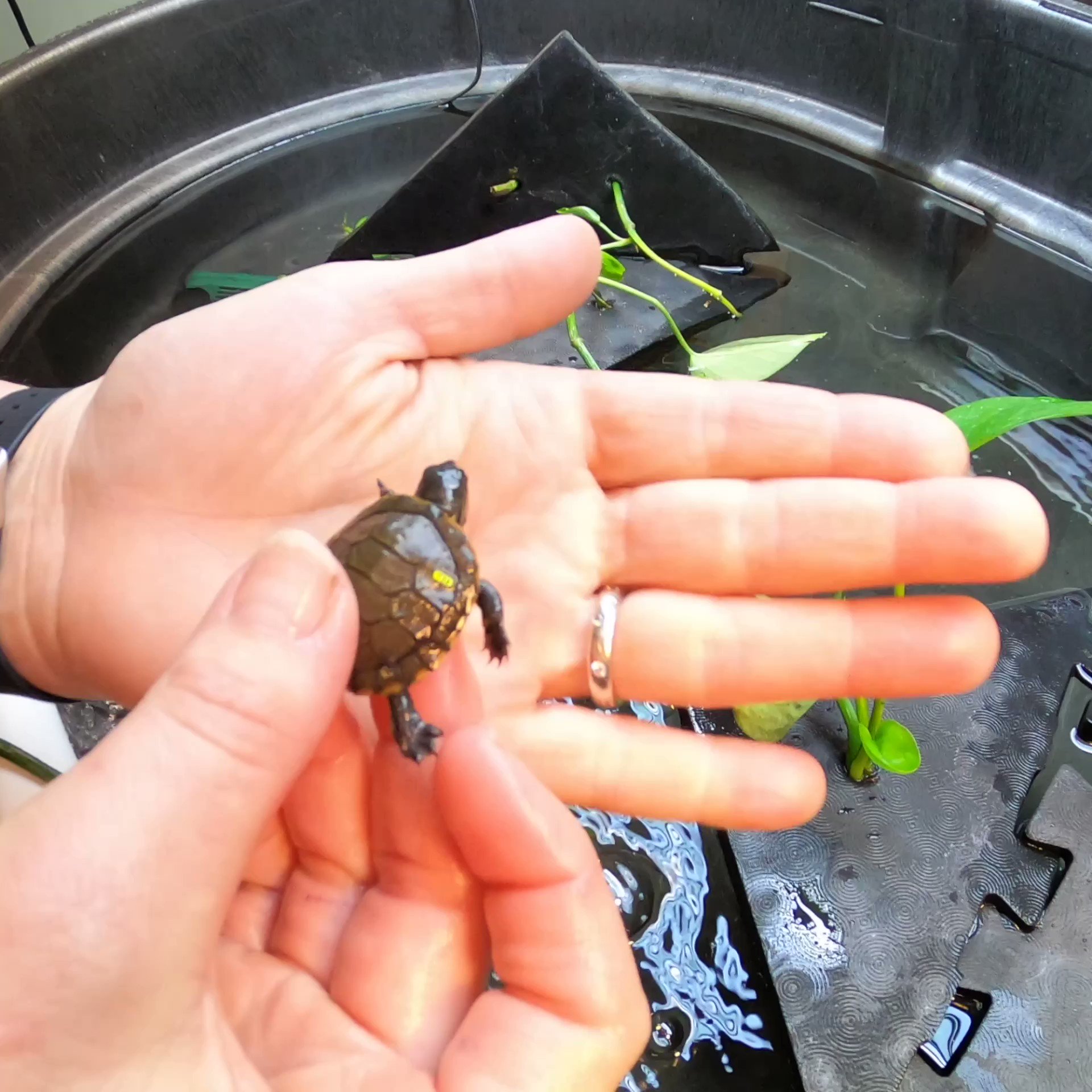 Oregon Zoo on Twitter: "Ten tiny northwestern pond turtle hatchlings