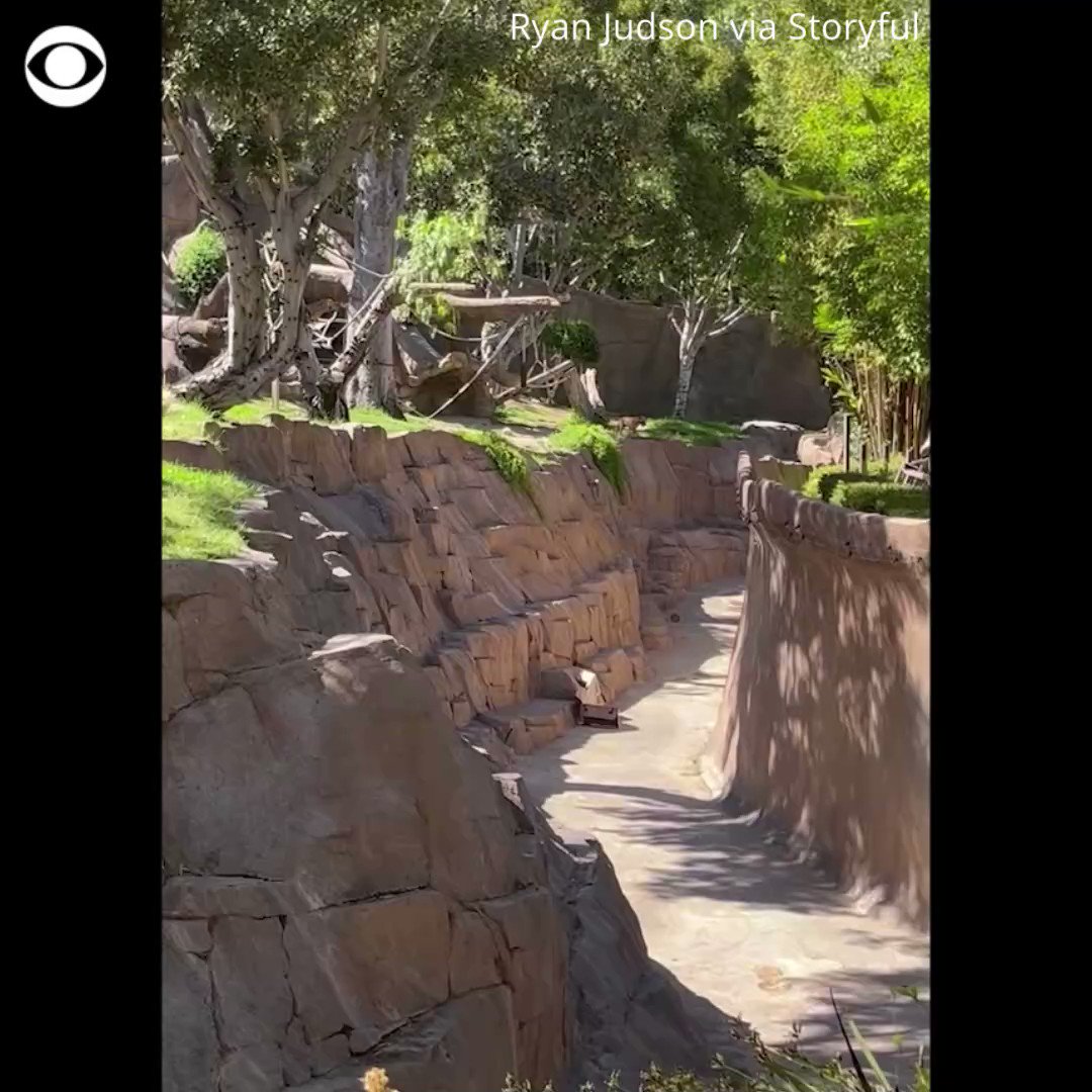 CBS News on Twitter ""Look out!" Visitors reacted with shock and