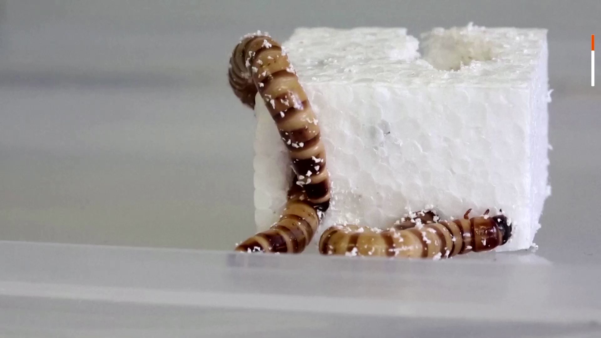 Reuters on Twitter "The darkling beetle is able to eat and digest