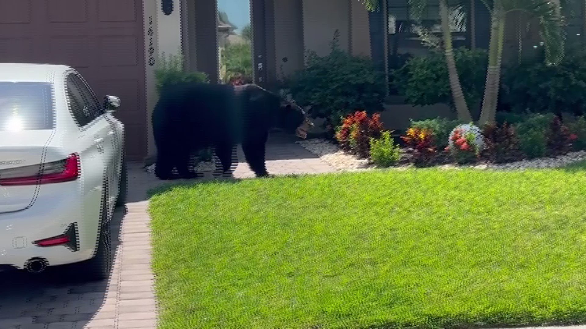 Reuters on Twitter "Eyewitness video captured a huge bear strolling