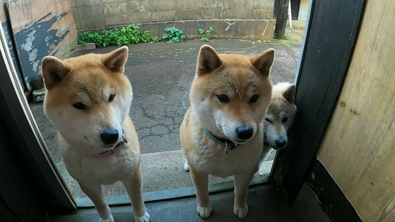 送料無料♡頭のおっきな柴犬ちゃん シャンポー後は丸さが際立つ🥔🫧 #柴犬 #むー #むーちゃん #こー
