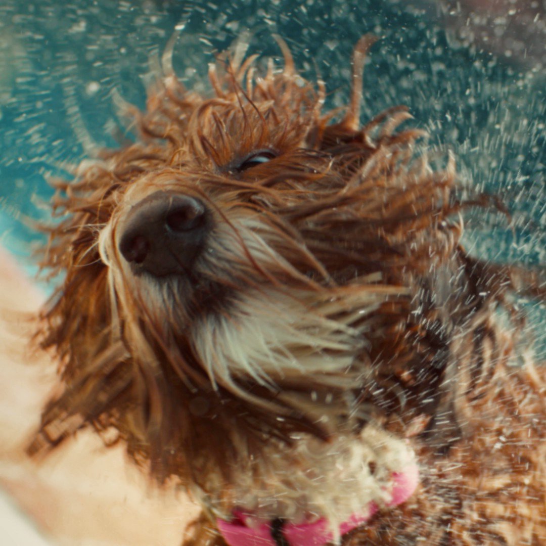 Apple on Twitter: "iPhone 13. Spill and splash-resistant. Relax, it’s