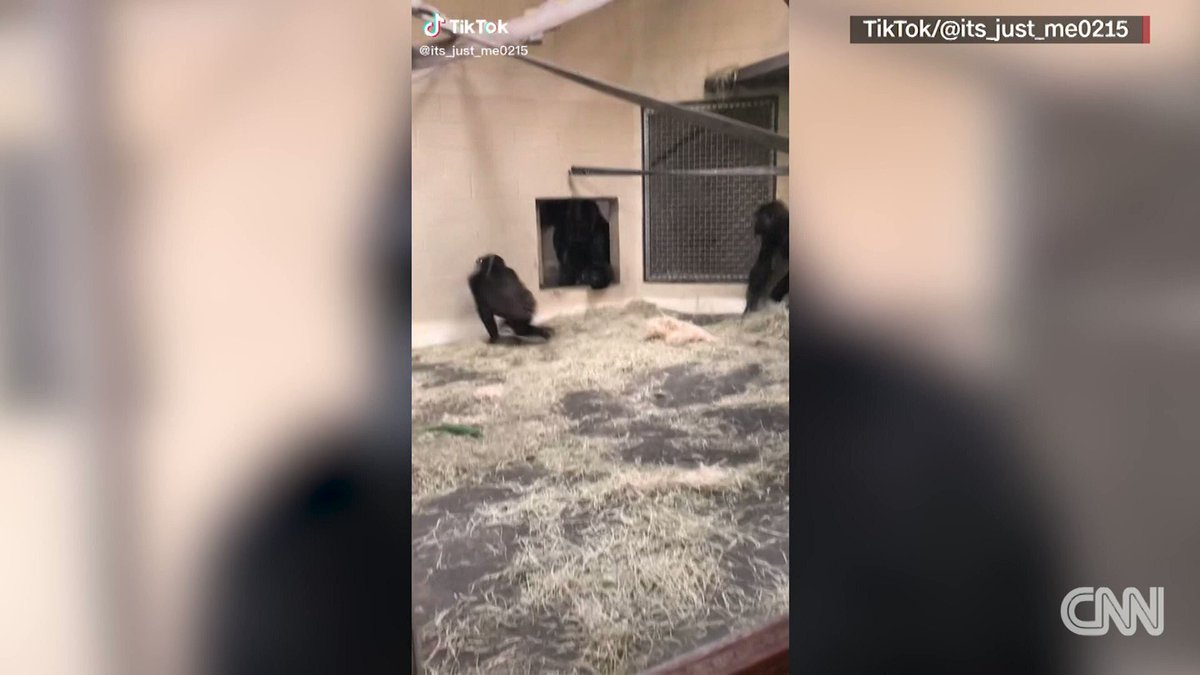 A TikTok video of a sliding gorilla giving a zoo visitor a "butt lift