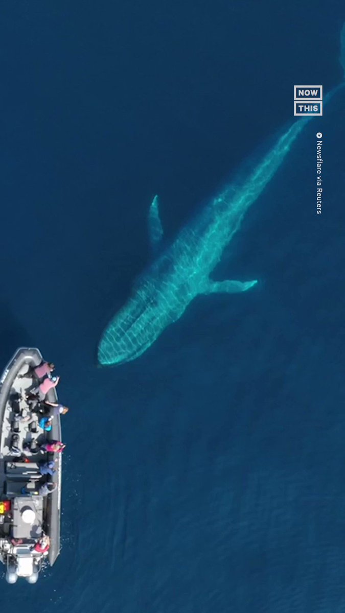 NowThis On Twitter A Group Of Whale Watchers Got To Check Off Seeing nowthis-on-twitter-a-group-of-whale-watchers-got-to-check-off-seeing