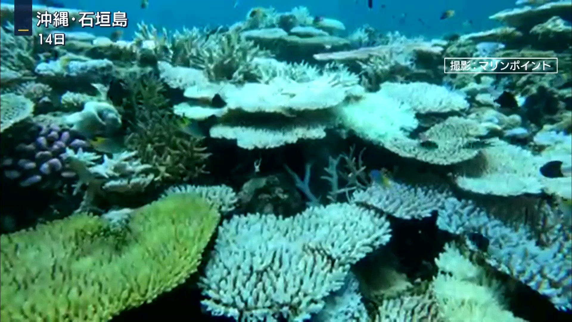 沖縄の海に異変 進むサンゴの 白化現象 原因は Twitter